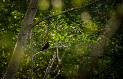 A beautiful blackbird in the spring, getting ready for nesting season. 