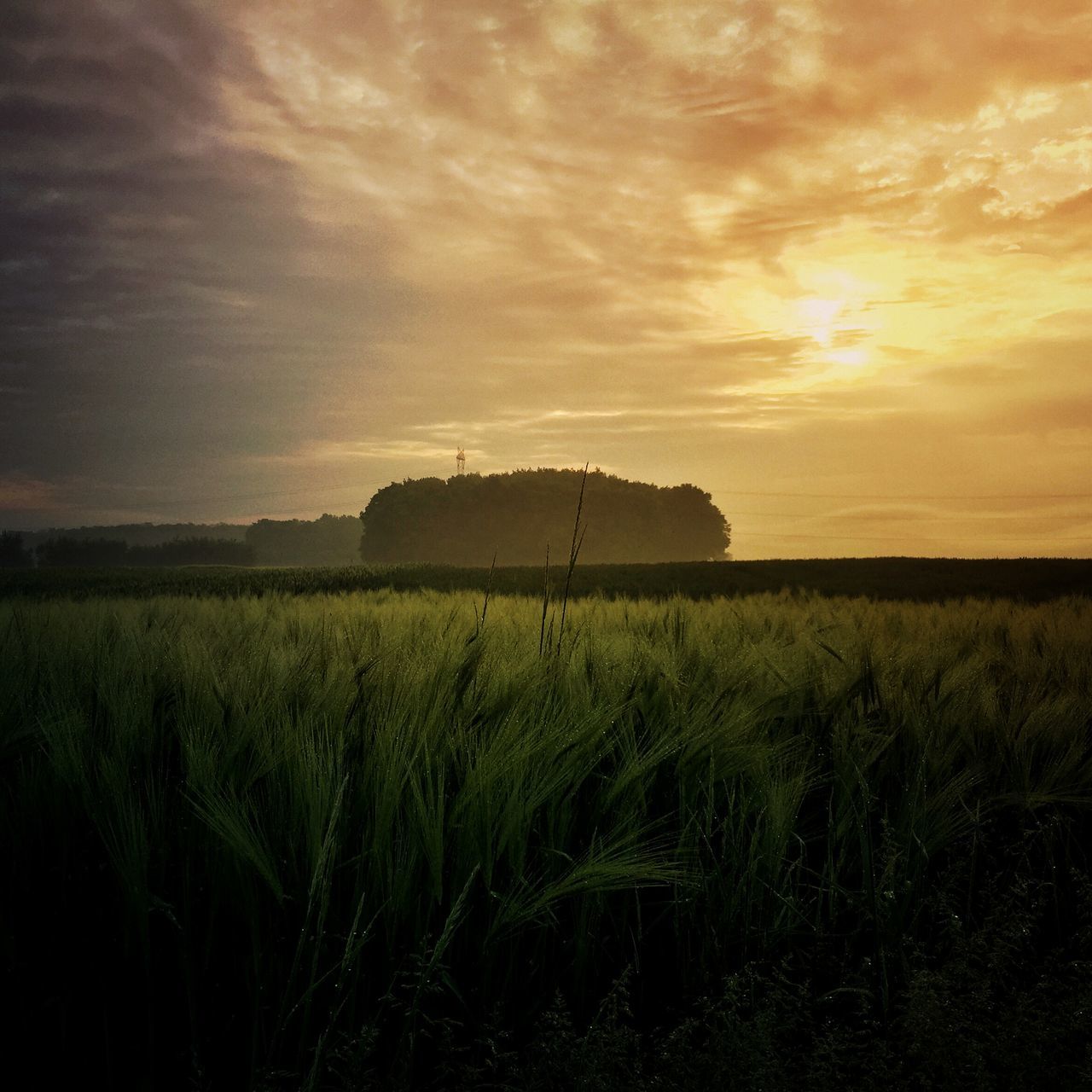 sunset, landscape, tranquil scene, field, grass, tranquility, sky, scenics, beauty in nature, nature, rural scene, cloud - sky, horizon over land, idyllic, grassy, cloud, plant, agriculture, growth, farm