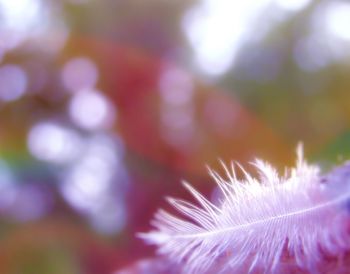 Close-up of plant against blurred background