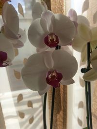 Close-up of flowers hanging at home