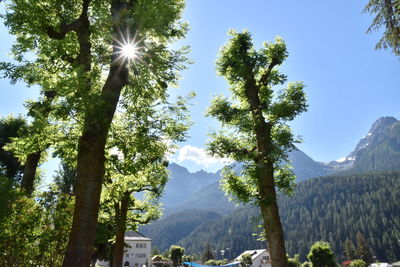 Trees against sky on sunny day