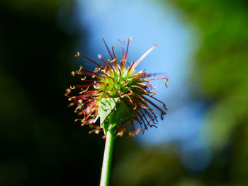 Close-up of red flowering plant