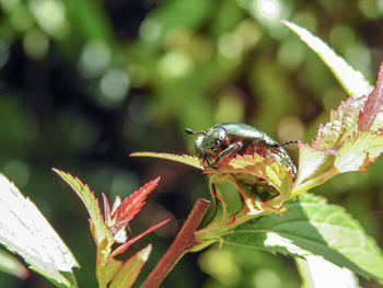 Close-up of bee pollinating flower