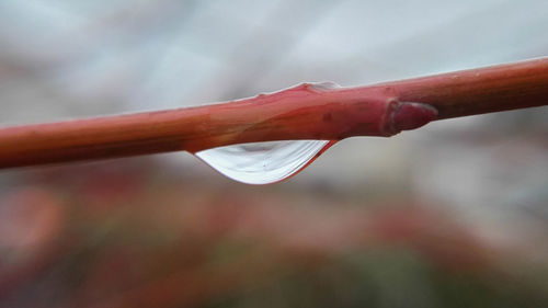 Close-up of water drop on leaf