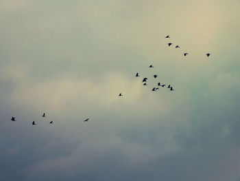 Low angle view of birds flying against sky