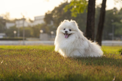 Close-up of white dog on field