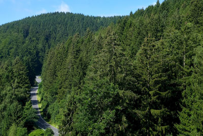 Scenic view of forest