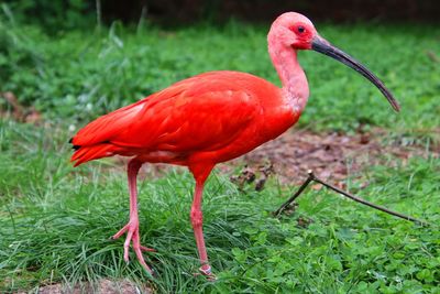 Close-up of a bird on field