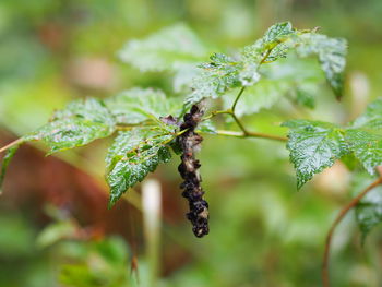 Close-up of fresh green leaves on plant
