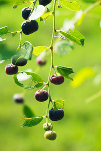 Close-up of berries growing on plant