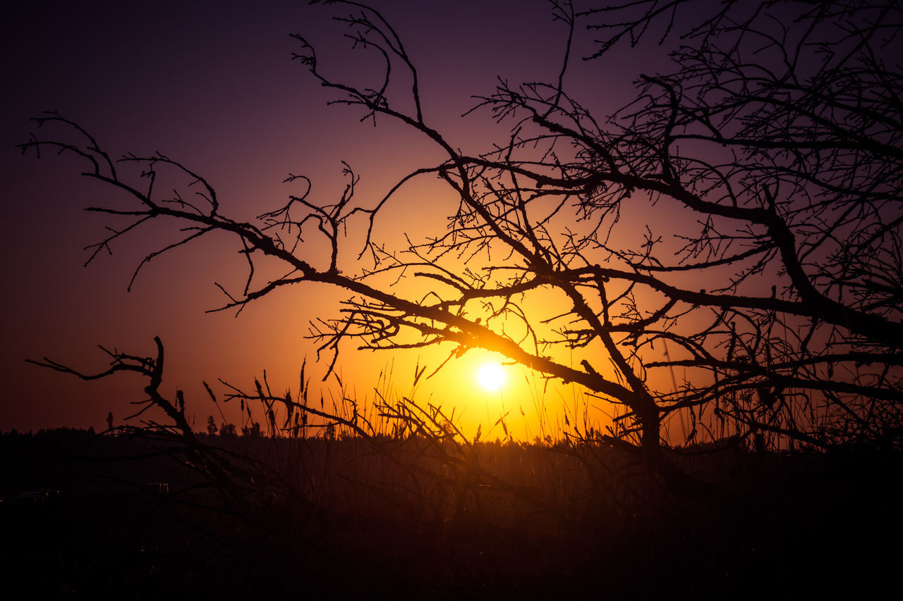 SILHOUETTE BARE TREE DURING SUNSET