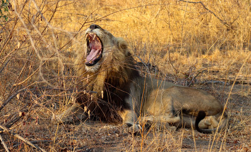 Cat yawning