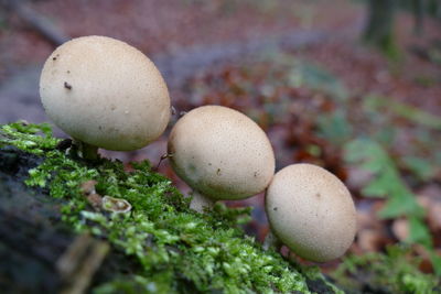 Close-up of mushrooms growing on land