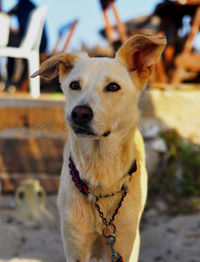 Portrait of dog looking outdoors