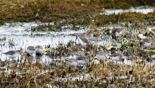 Birds on field by lake during winter
