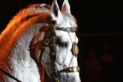 Portrait of horse in stable