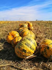 Close-up of pumpkin on field