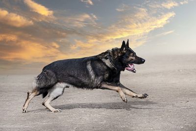 Portrait of dog running on field