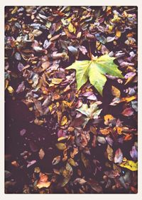 Full frame shot of leaves