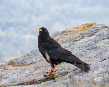 Close-up of bird perching on rock