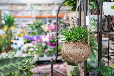 Cactus rhipsalis in hanging coconut shell natural flower pot in plant store. home design concept