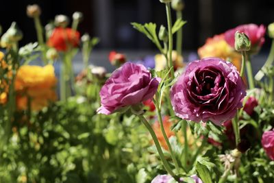 Close-up of pink roses