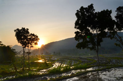 Scenic view of silhouette trees against sky during sunset