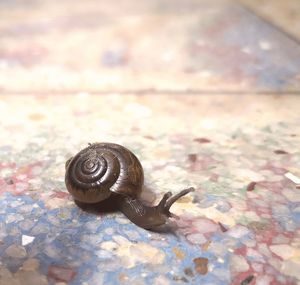 Close-up of snail