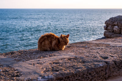 Cat lying in the sea