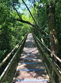 View of footbridge in forest