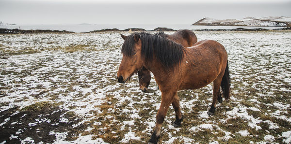 Horse standing in the sea