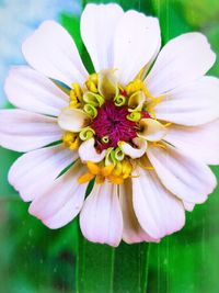 Macro shot of yellow daisy flower