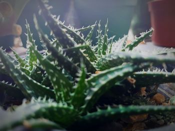 Close-up of cactus plant