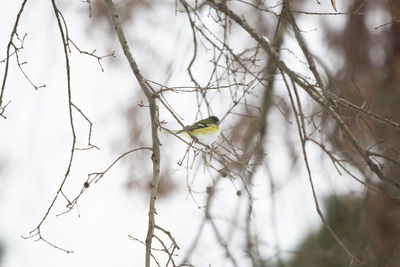 Close-up of bird perching on branch