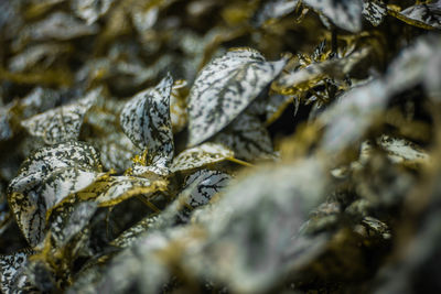 Close-up of snow on plant