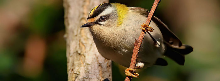 Close-up of bird perching on branch