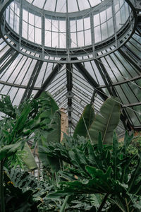 Low angle view of skylight in greenhouse