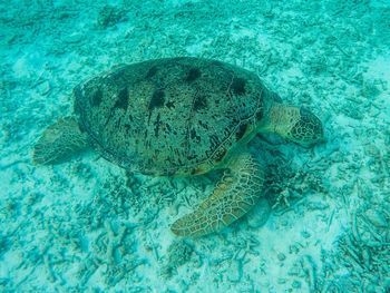 High angle view of turtle in sea