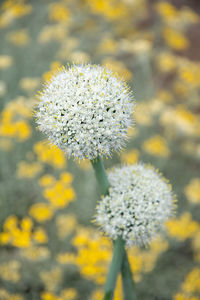 Natural flower background, leek onion inflorescenc and blurred yellow flowers