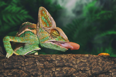 Close-up of lizard on tree