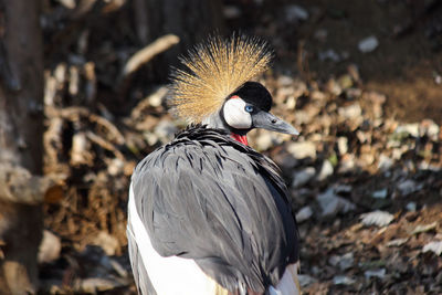 Southern crowned crane looking over back balearica regulorum