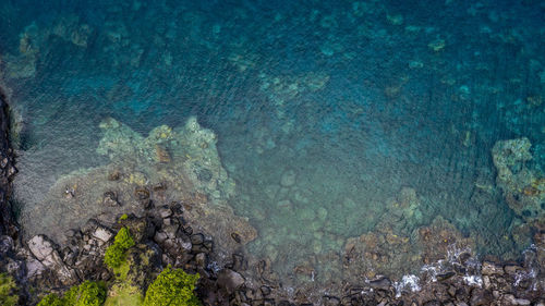 View of fish underwater