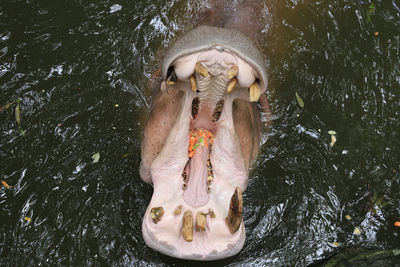 High angle view of fishes swimming in lake