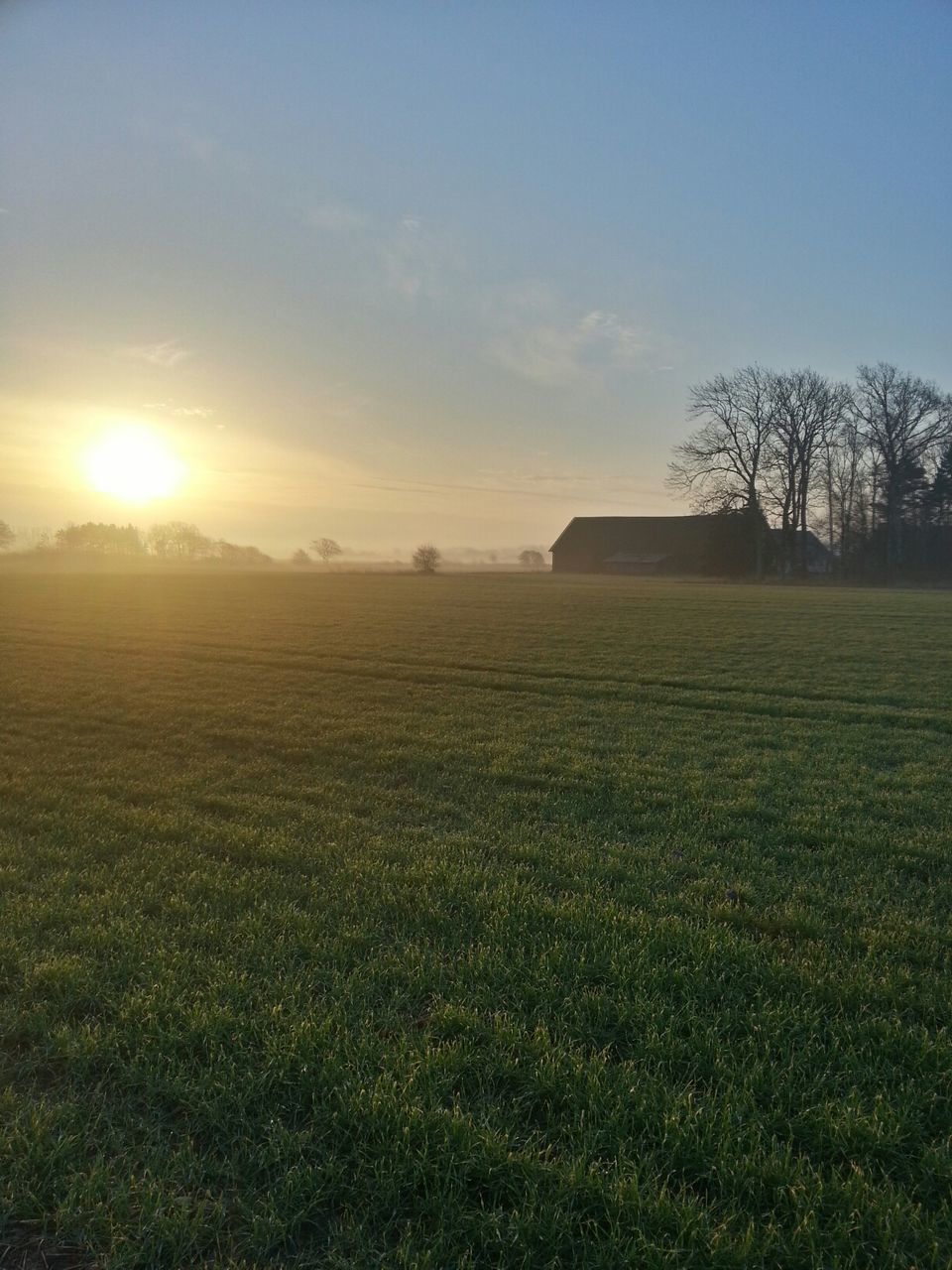 sun, grass, field, landscape, sky, sunset, tranquil scene, tranquility, sunlight, grassy, scenics, sunbeam, beauty in nature, lens flare, nature, tree, rural scene, growth, idyllic, no people