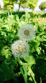 Close-up of white dandelion flower