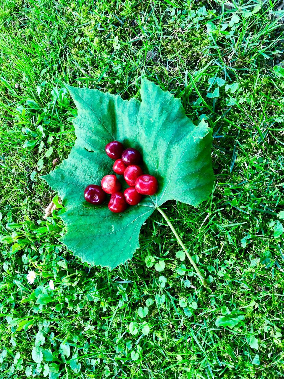 green color, plant, freshness, nature, food, land, food and drink, field, grass, red, growth, high angle view, healthy eating, fruit, day, no people, leaf, plant part, wellbeing, beauty in nature, outdoors