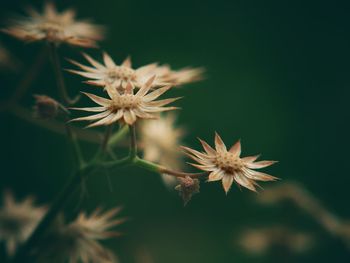 Close-up of thistle