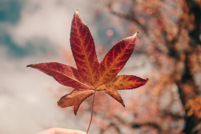 Close-up of maple leaf