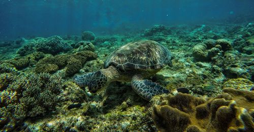  turtle swimming in sea