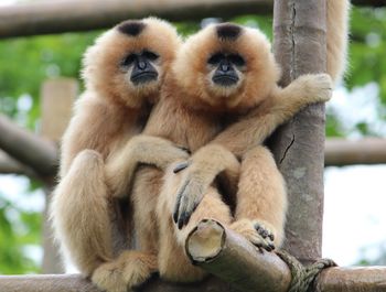 Close-up of monkey sitting outdoors